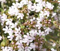 Thyme, Common Thymus vulgaris