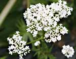 Valerian Valerian officinalis