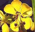 Senna, American Senna marilandica