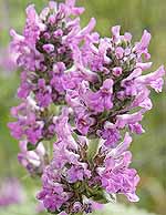 Wood Betony Stachys officinalis