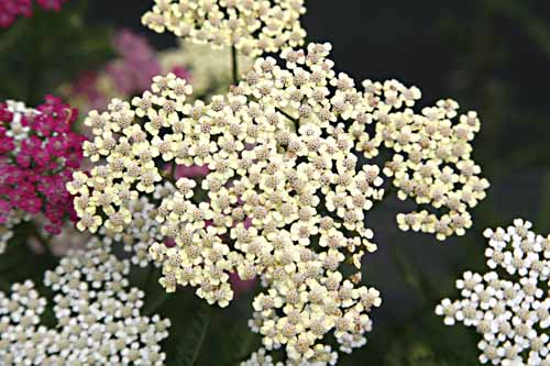 Yarrow mixed colors Achillea millefolium