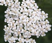 Yarrow, White Achillea millefolium