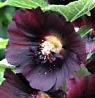 Hollyhock - Black Alcea rosea nigra