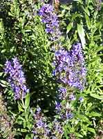 Hyssop Hyssopus officinalis