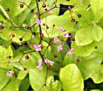 Jewels of Opar Talinum paniculatum