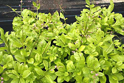 Jewels of Opar Talinum paniculatum