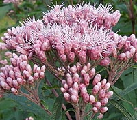 Joe Pye Weed Eupatorium maculatum