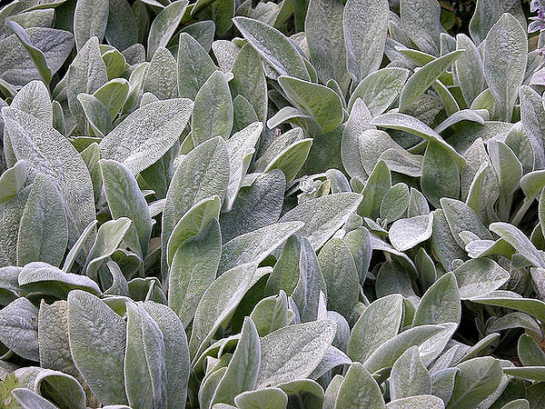 Lambs Ear Stachys byzantina