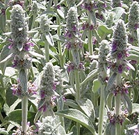 Lambs Ear Stachys byzantina