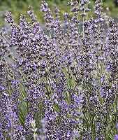 Lavender Lavandula angustifolia