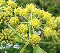 Lovage Levisticum officinale