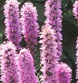 Blazing Stars / Gayfeather Liatris spicata