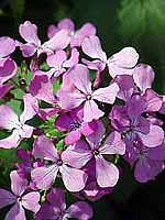 Money Plant/Honesty Lunaria annua