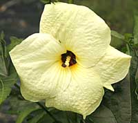 Hibiscus Manihot Abelmoschus manihot