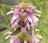 Lemon Bergamot Monarda citriodora
