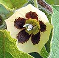 Cape Gooseberry Physalis peruviana