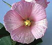 Water Mallow