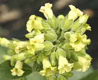 Tobacco, Rustic Nicotiana rustica