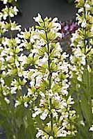 Sage Salvia officinalis