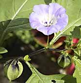 Shoo Fly Nicandra physaloides