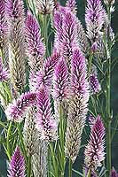 Cockscomb Flamingo Celosia spicata