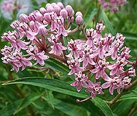Milkweed - Swamp Asclepias incarnata