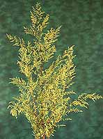 Sweet Annie Artemisia annua