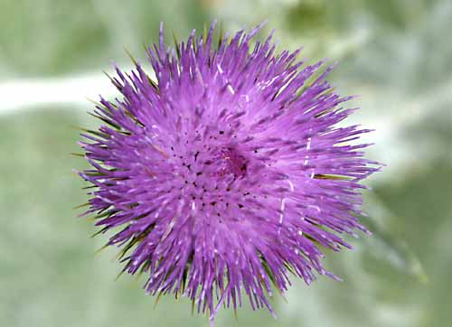 Thistle, Scotch Onopordum acanthium