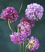 Thrift Armeria maritima