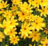 Sunflower - Tickseed Bidens aristosa / Bidens polylepis