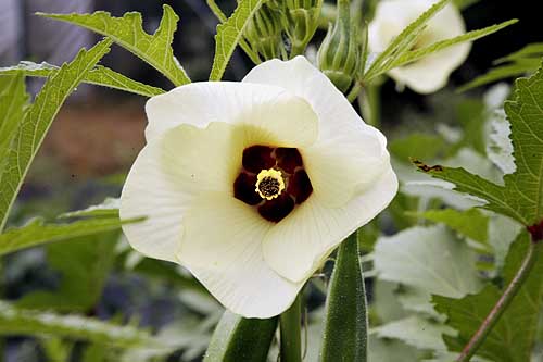 Okra Abelmoschus esculentus