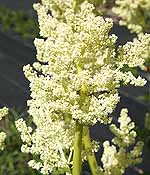 Rhubarb -Garden / English Rheum rhabarbarum