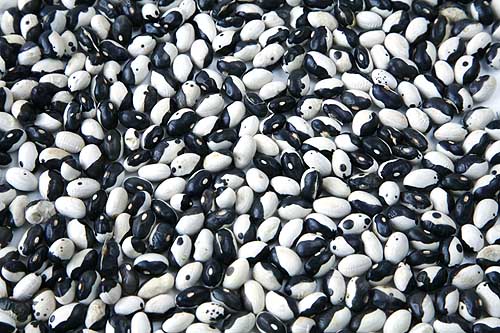 Yin Yang Beans Phaseolis vulgaris