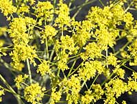 Woad Isatis tinctoria