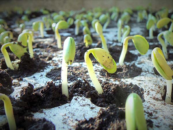 Larger bean-like seeds germinate very quickly