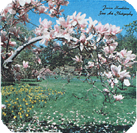Magnolia Branch