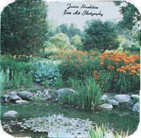 Pond with orange lilies