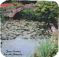 Stone bridge over lily pond