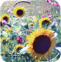 Sunflower Meadow