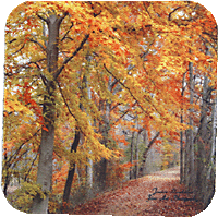 Golden tree walkway.