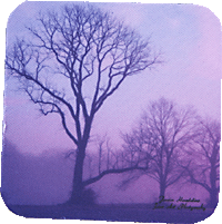 Winter Tree Sunrise.