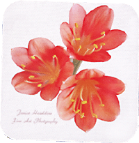 Clivia flowers
