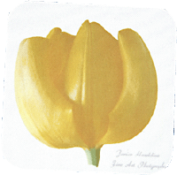 Yellow Tulip