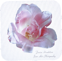 Pink Tulip