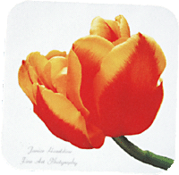Red and yellow Tulip