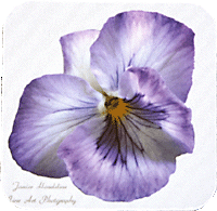 Purple Pansy