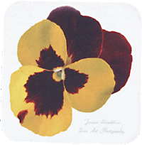 Yellow and Burgundy Pansy
