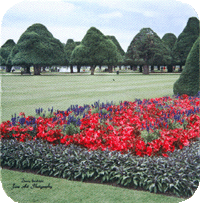Ancient Yew Trees