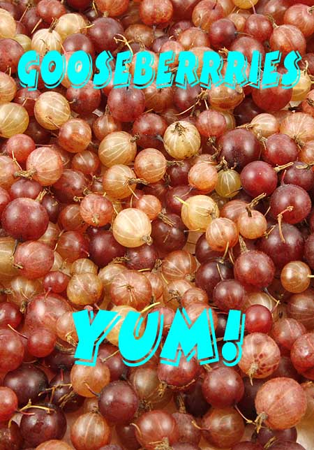 jamun big basket