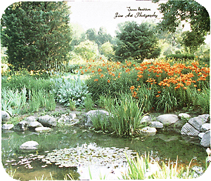 Pond with orange lilies.